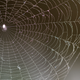 Illustration for article titled Silk: Nature's Homespun Supermaterial